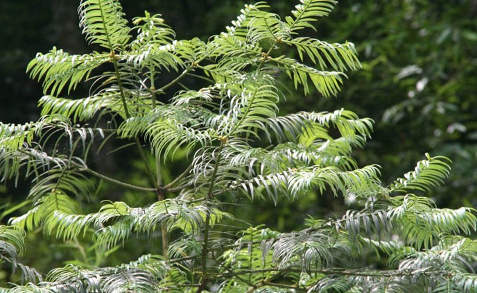 cephalotaxus fortunei seed